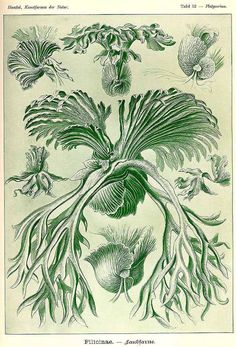 an antique illustration of flowers and plants from the 19th century, showing their leaves and roots