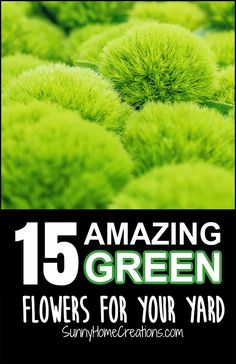 Transform your garden beds with the beauty of green flowers. This guide offers creative ideas for planting these unique blooms, ensuring your backyard becomes a stunning showcase of lush, verdant beauty.