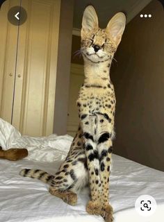 a large cat sitting on top of a bed