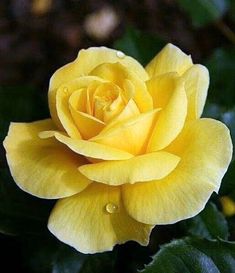 a yellow rose is blooming in the garden