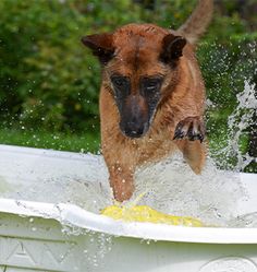 a dog is playing in the water on a surfboard