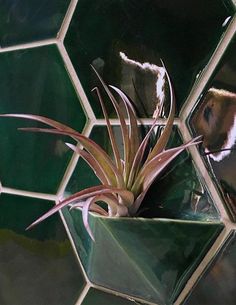 a small plant in a green pot on a tiled wall with hexagonal tiles