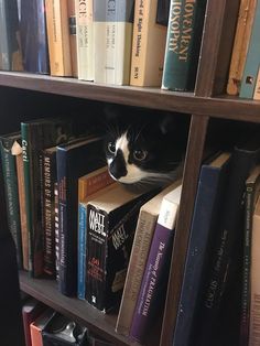 a black and white cat sitting on top of a bookshelf filled with books