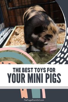 the best toys for your mini pigs are in their cage and they're ready to be picked up