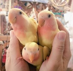 two pink and yellow birds sitting on top of someone's hand in front of a mirror