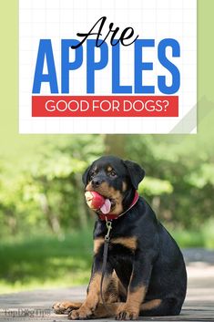 a black and brown dog sitting down with the words are apples good for dogs?