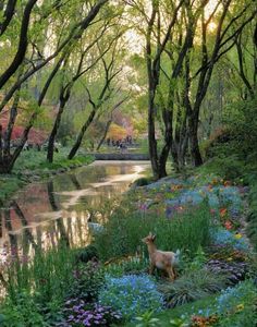 a dog standing in the middle of a forest filled with flowers and greenery next to a river