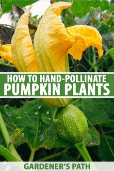 how to hand - pollinate pumpkin plants with garden's path guide and instructions