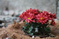 some red flowers are in the sand