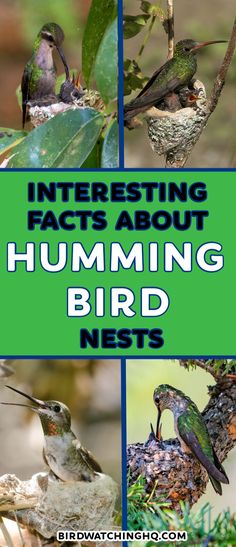 birds sitting on top of a tree with the words interesting fact about hummings and hummingbirds