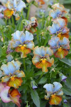 many different colored flowers growing in a garden