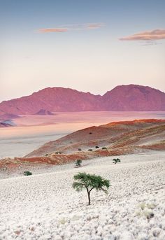 a lone tree in the middle of a desert with mountains in the backgroud