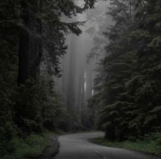 an empty road surrounded by tall trees in the middle of a forest with foggy skies