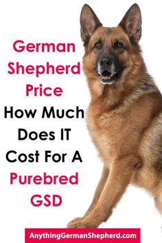 german shepherd price how much does it cost for a purebreed gd?