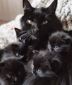 a group of black kittens sitting on top of a white couch next to each other