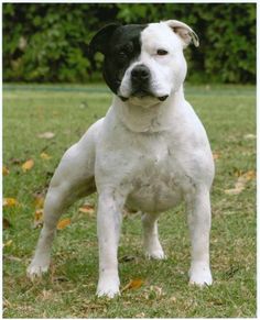 a white and black dog standing in the grass