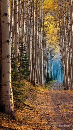 Antonio Machado, Tree Tunnel, Tall Trees, Dirt Road, Yellow Leaves, Nature Landscape, On The Ground