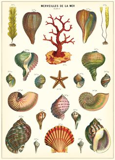 an illustration of seashells and corals from the book'mereules de la mee '