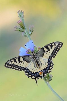 a butterfly sitting on top of a blue flower