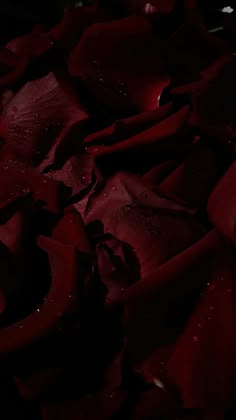 red rose petals with drops of water on them in the dark, close up view