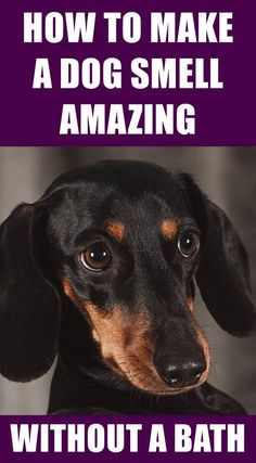 a black and brown dog with the caption 7 tips to make your dog smell amazing without a bath