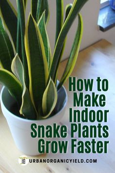 an indoor snake plant with text overlay how to make indoor snakes grow faster?