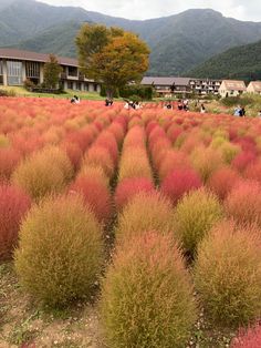 there are many different plants in the field