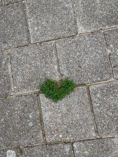 a heart shaped plant growing out of the middle of a brick sidewalk on a sunny day