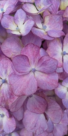 pink and white flowers are blooming together