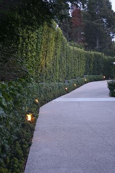 an empty walkway surrounded by hedges and lit up with candles in the evening light at dusk