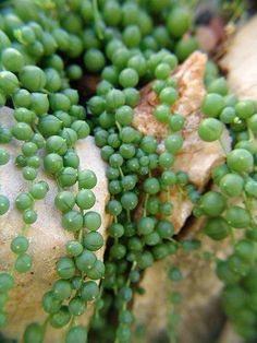 small green plants sprouting out from the ground