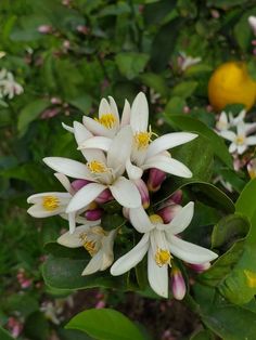 some white and yellow flowers are in the bushes