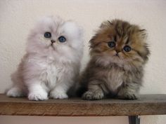 two small kittens sitting on top of a wooden shelf