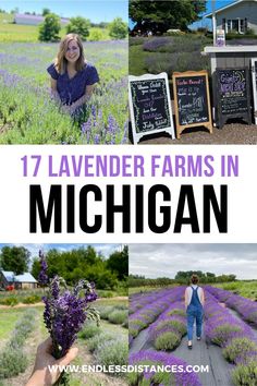 lavender farm in michigan with the words 17 lavender farms in michigan on it and pictures of lavenders