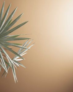 a palm tree with green leaves in front of a tan wall and light brown background