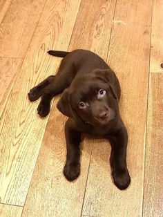 a brown dog laying on top of a wooden floor