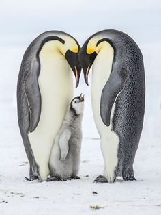 an adult penguin and two baby penguins standing in the snow with their heads touching each other