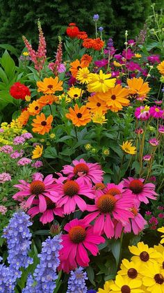 Plants With Flowers, Colourful Garden, Colorful Wildflowers, Mixed Flowers, Perennial Flowers, Backyard Flowers, Flowers Photography Wallpaper, Flower Therapy