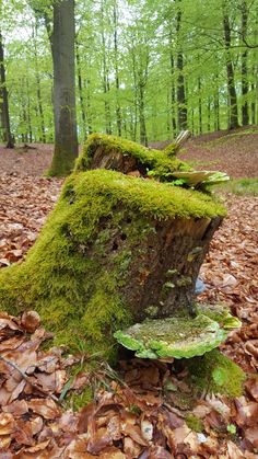 a tree stump with moss growing on it in the woods