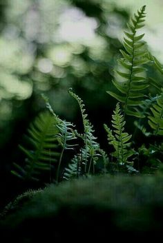 some green plants are growing on the ground in front of trees and sunlight shining through the leaves