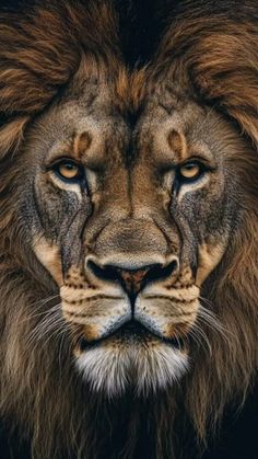 a close up photo of a lion's face