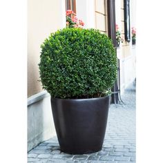 a large potted plant sitting on the side of a building