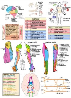 an image of the human body and its functions in each part of the body, including the