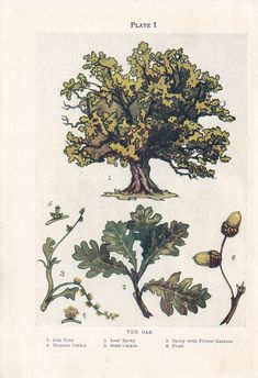 an old book with different types of trees