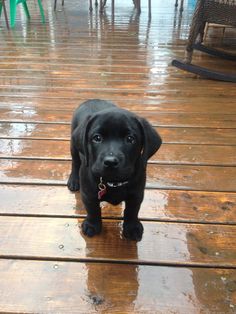 a black dog standing on top of a wooden floor