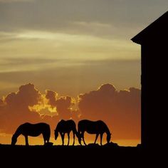 three horses graze on grass in front of an orange and blue sky at sunset