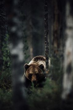 a brown bear is walking through the woods