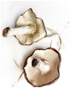 two pieces of mushroom are shown on a white surface