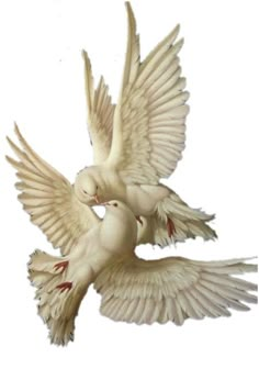 two white doves are flying in the air