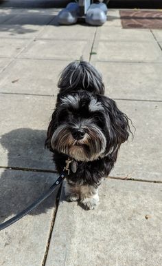 a small black and white dog on a leash